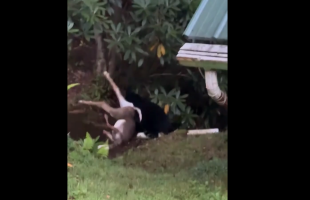 Man Tried To Scare A Bear Off After It Took His Deer That He Took Down While Hunting When His Back Was Turned