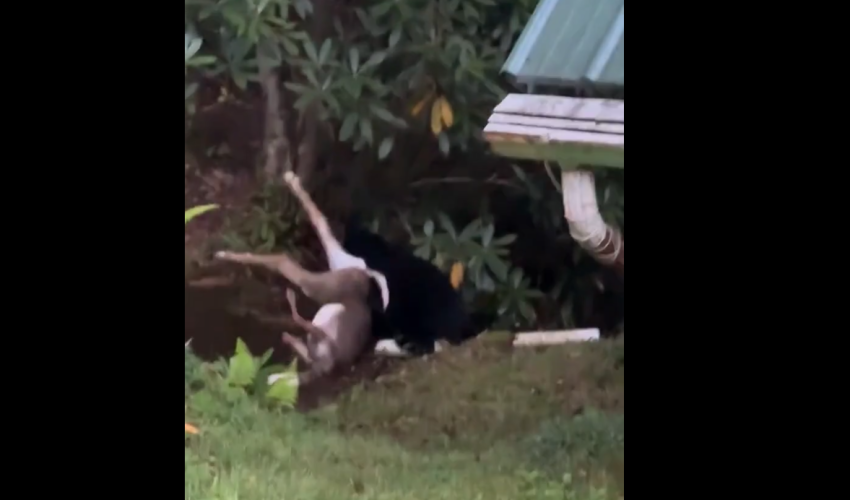 Man Tried To Scare A Bear Off After It Took His Deer That He Took Down While Hunting When His Back Was Turned